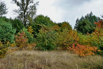 colors of autumn / ***