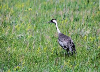 Crane / ***