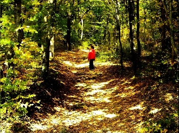in the autumn forest / ***