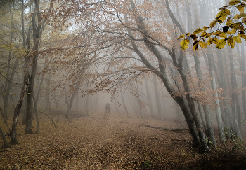 Crimean Forest / ***