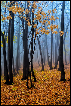 in the autumn forest / ***