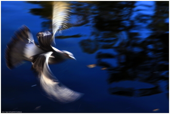 Flight / ***