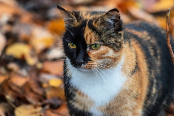 Autumn / ***