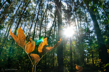 yellow leaf / ***