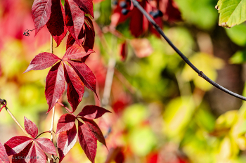 Red on yellow / sAMYANG 85 MM 1.4