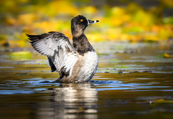 Ring-necked duck (male) / ***