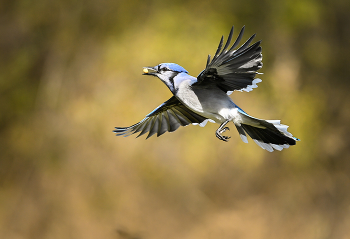 Blue Jay / ***