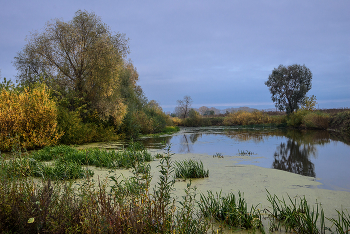 Old pond ... / ***