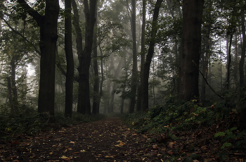 In forest / ***