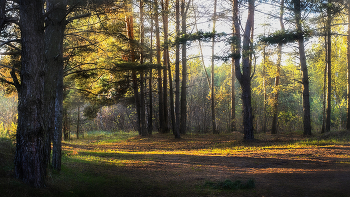 October in the forest / ***