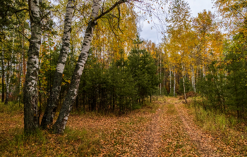 Autumn in the forest / ***