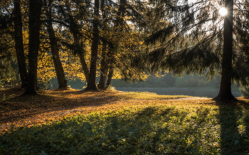 autumn morning / ***