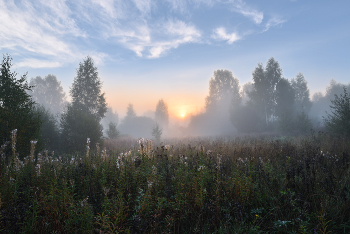 Foggy morning / ***