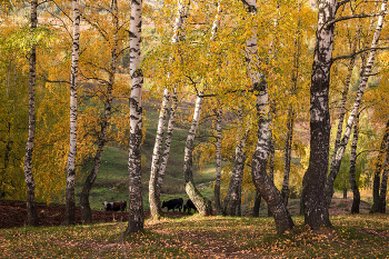 Autumn pastoral / ***