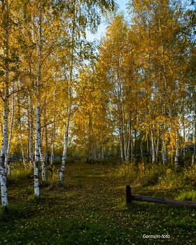 Birches / ***