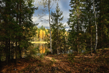 in the autumn forest / ***
