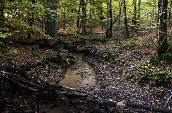 creek in the woods / ***