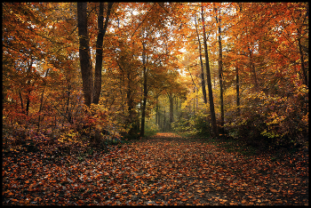 in the autumn forest / ***