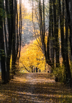 autumn color / ***