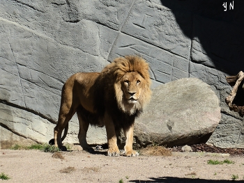 Leo / ***