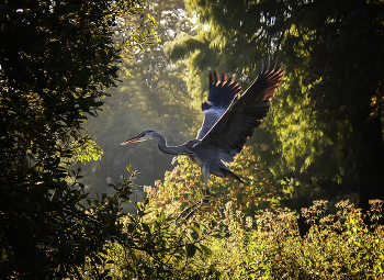 Bird / ***