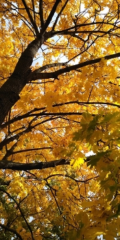 gold autumn / ***