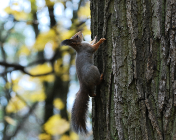 Squirrel / ***