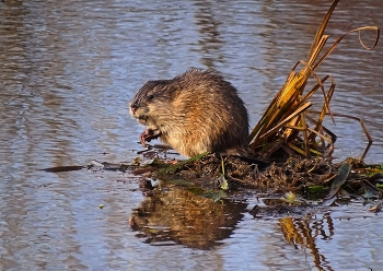 Muskrat / ***