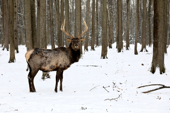 Siberian stag / ***