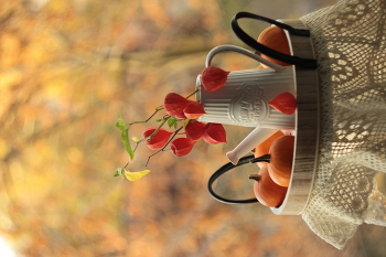 Physalis / ***