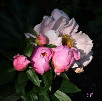 Peonies / ***