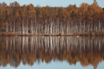 At the lake in the woods / ***
