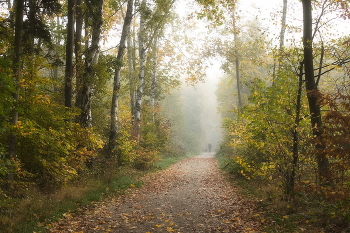 Autumn road / ***