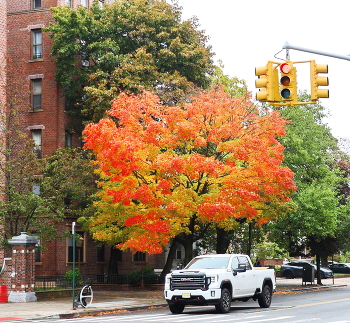 Autumn in the city / ***