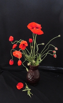 Poppies / ***