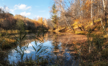 Overgrown pond / ***