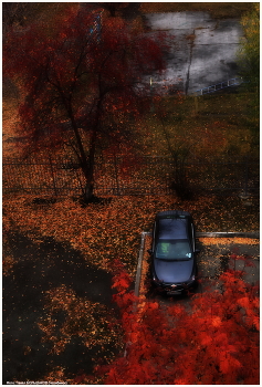 And in our yard ... / ***