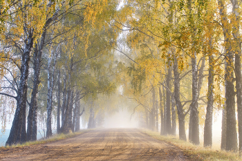Autumn roads. Sun through the fog / ***
