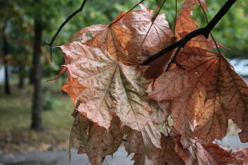 Autumn Bouquet / ***