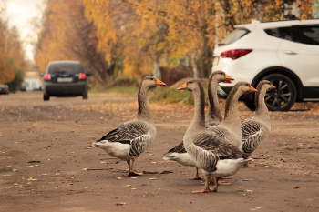 Geese / ***