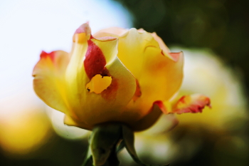 Autumn Rose / ***