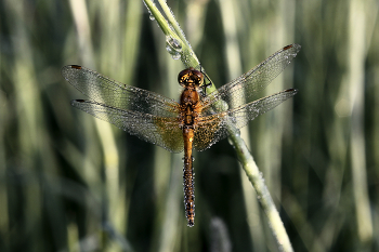 Fog dissipates / ***