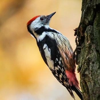 Middle spotted woodpecker / ***