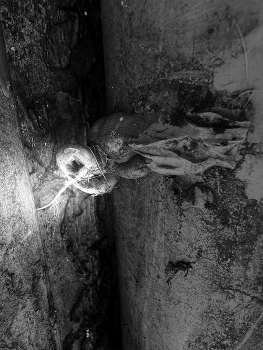 Look, my face / Dream work