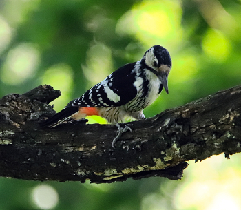 Middle Spotted Woodpecker / ***