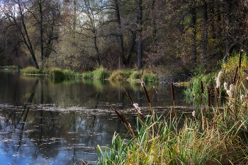 Old pond ... / ***