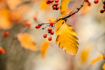 Red and yellow / ***