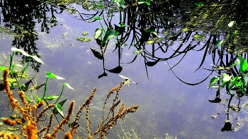 Pond / ***