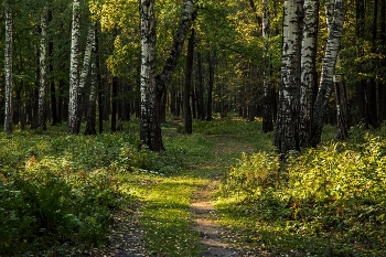 Evening forest / ***