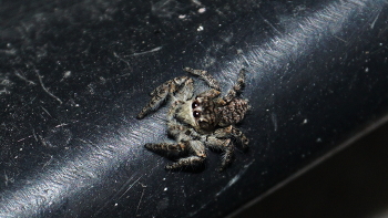 spider / ***
